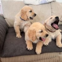 Golden Retriever puppies