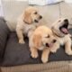 Golden Retriever puppies